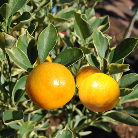 Citrus