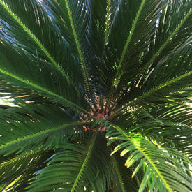 Ferns Palms Cycads