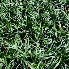 Ground Covers and Grasses
