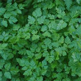 Fruit Vegetables Herbs