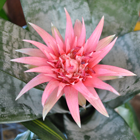 Indoor Plants