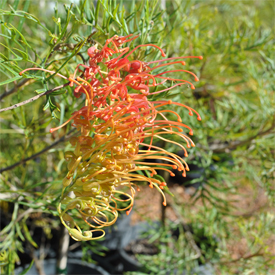 Australian Natives