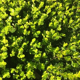 Shrubs
