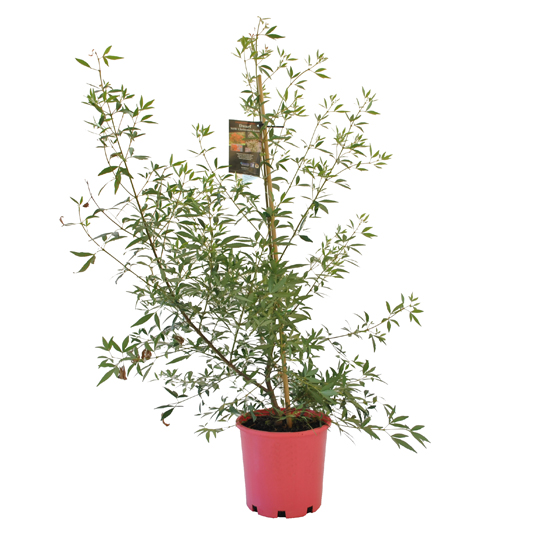 Ceratopetalum gummiferum (NSW Christmas Bush) 200mm