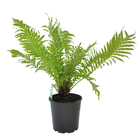 Blechnum 'Silver lady' 200mm