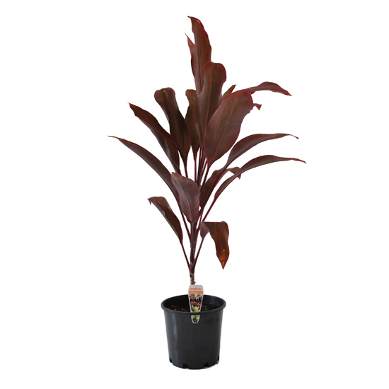 Cordyline Rubra 200mm