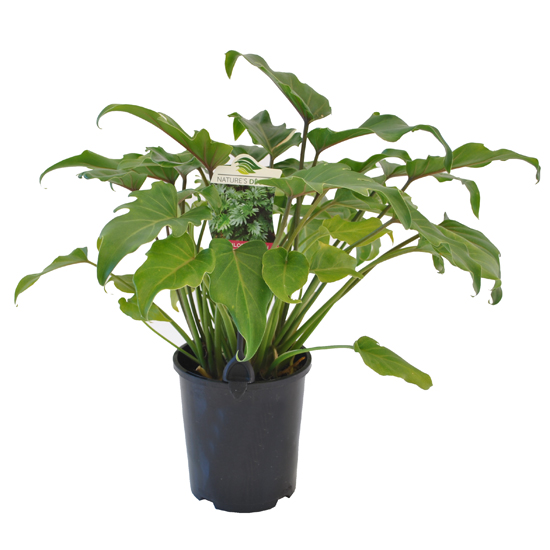 Philodendron Xanadu 140mm