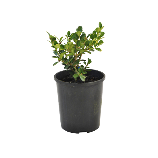 Buxus japonica 140mm