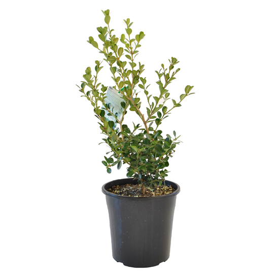 Buxus japonica 200mm