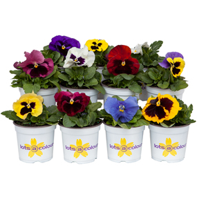 Potted Colour (5 plant deal)