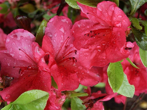 How to plant and grow Azaleas