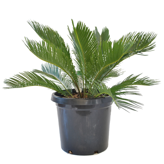 Ferns Palms Cycads
