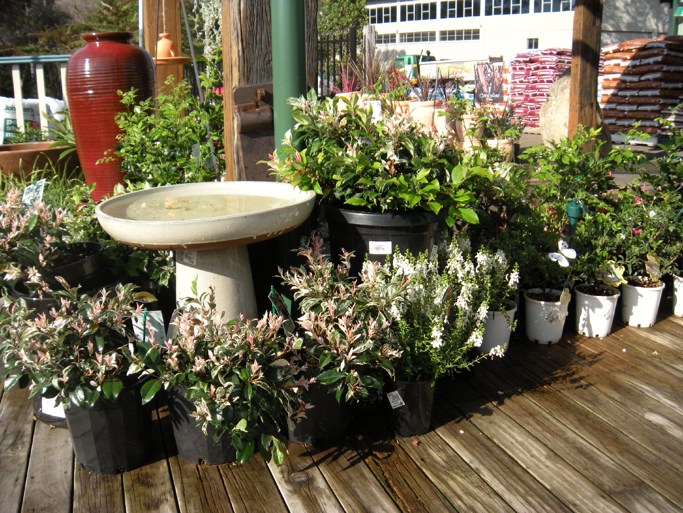 Plants & Seeds