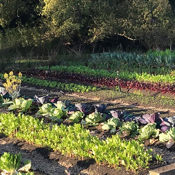 Organic Gardening