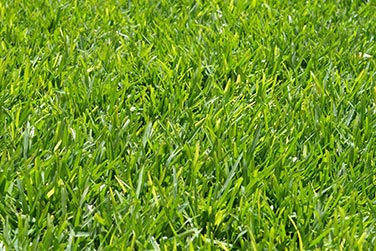 Turf Supplies