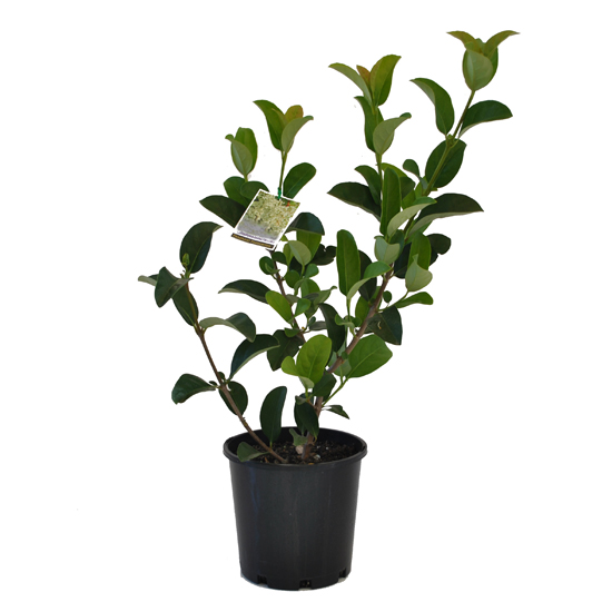 Shrubs