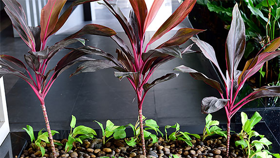 Native Plants for Apartment living