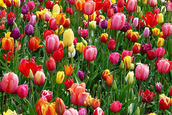 Maximising Your Spring Garden with Top Soils and Soil Conditioners