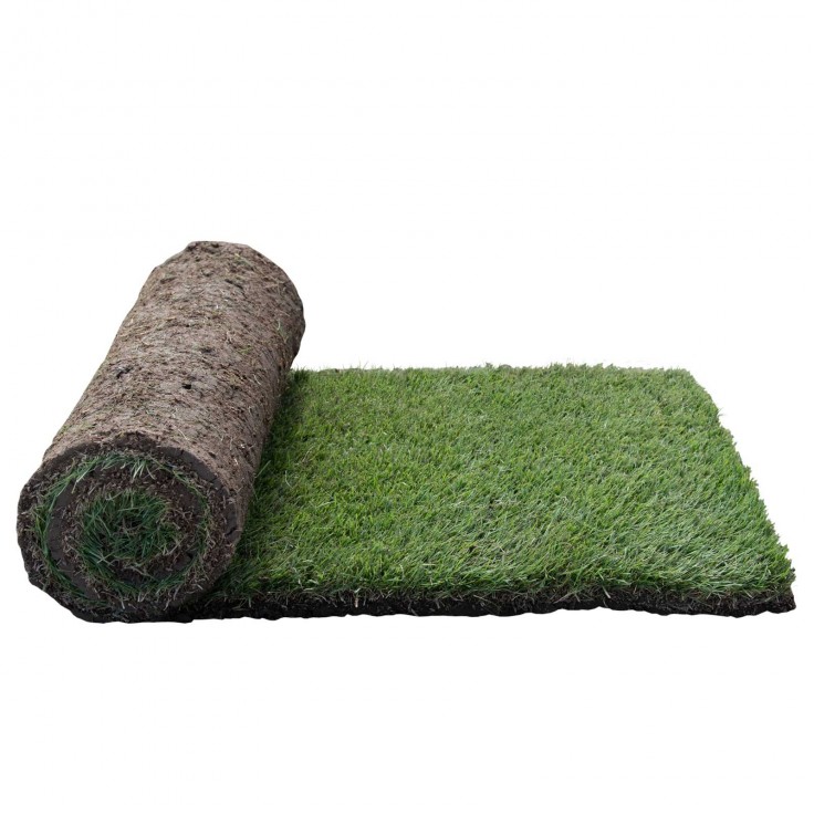 Sir Grange Zoysia