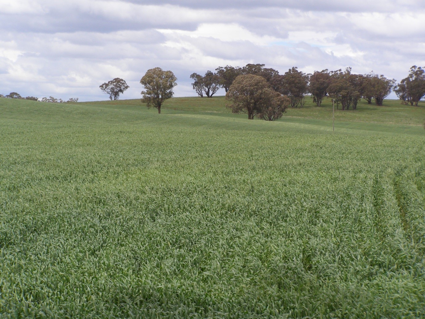 Broadacre Cropping