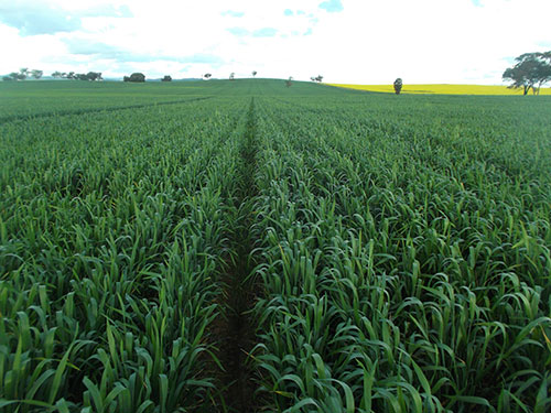 Cropping & Grazing