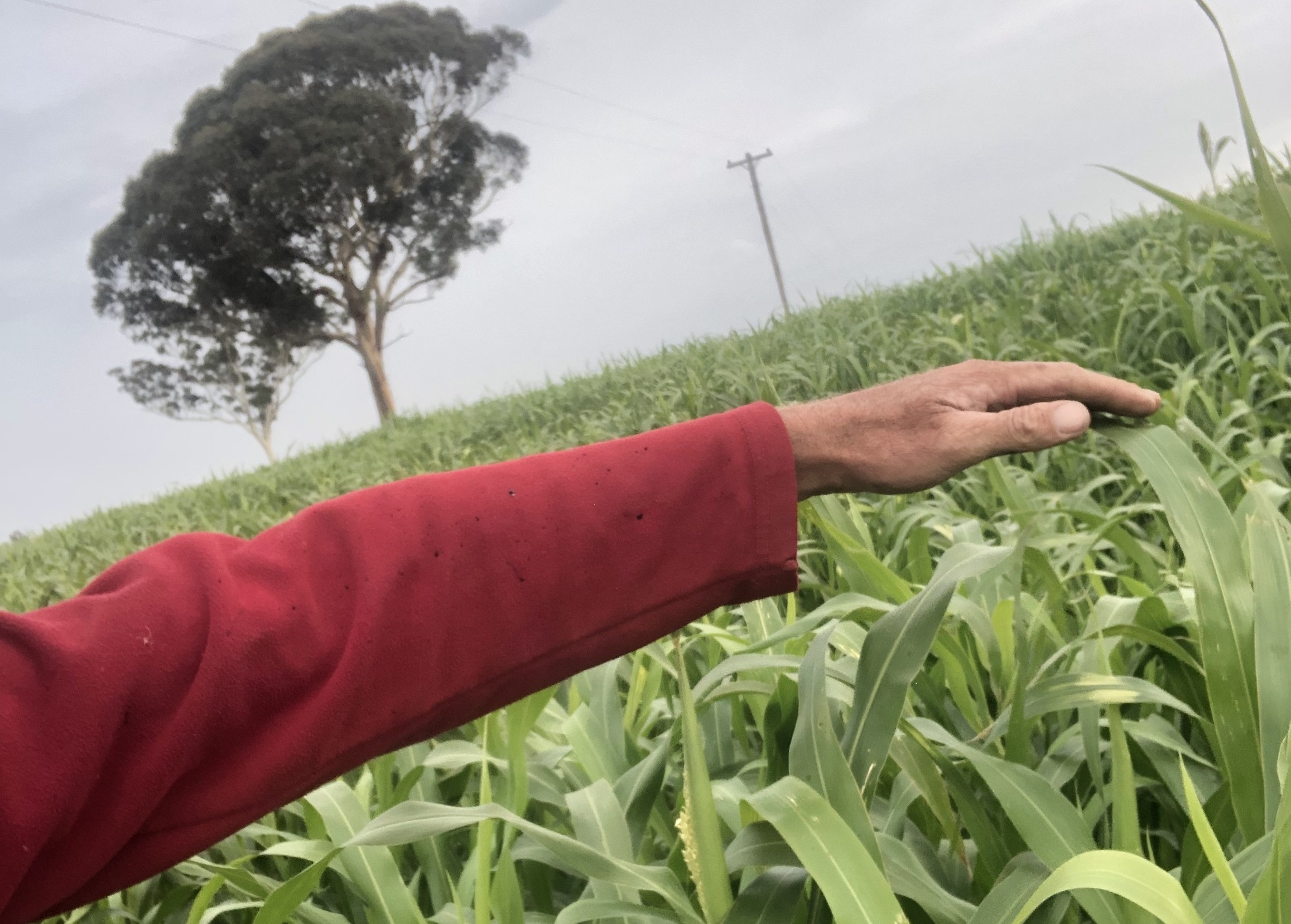 Soil Health and Soil Carbon