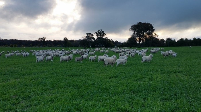 Broadacre Pasture
