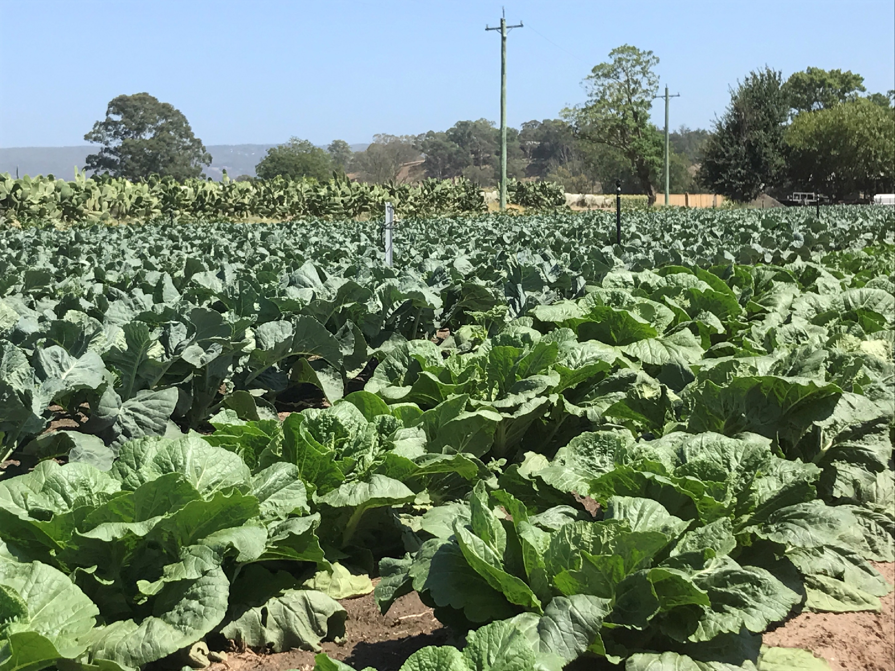 Vegetable Production