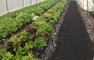 Horticulture