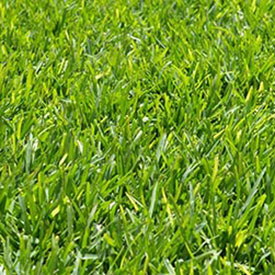 Turf Supplies & Accessories