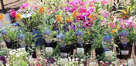 Plants & Seeds