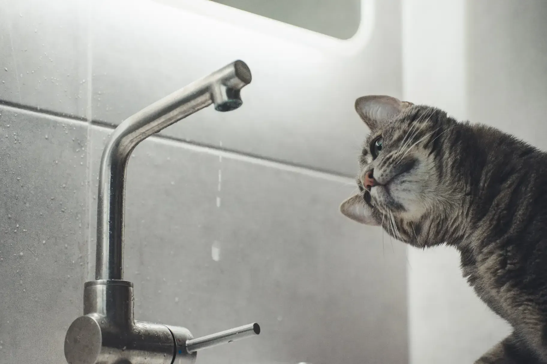 Tap Dripping Water With Cat Watching