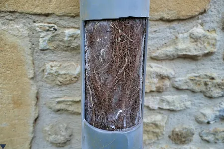 tree root in pipe