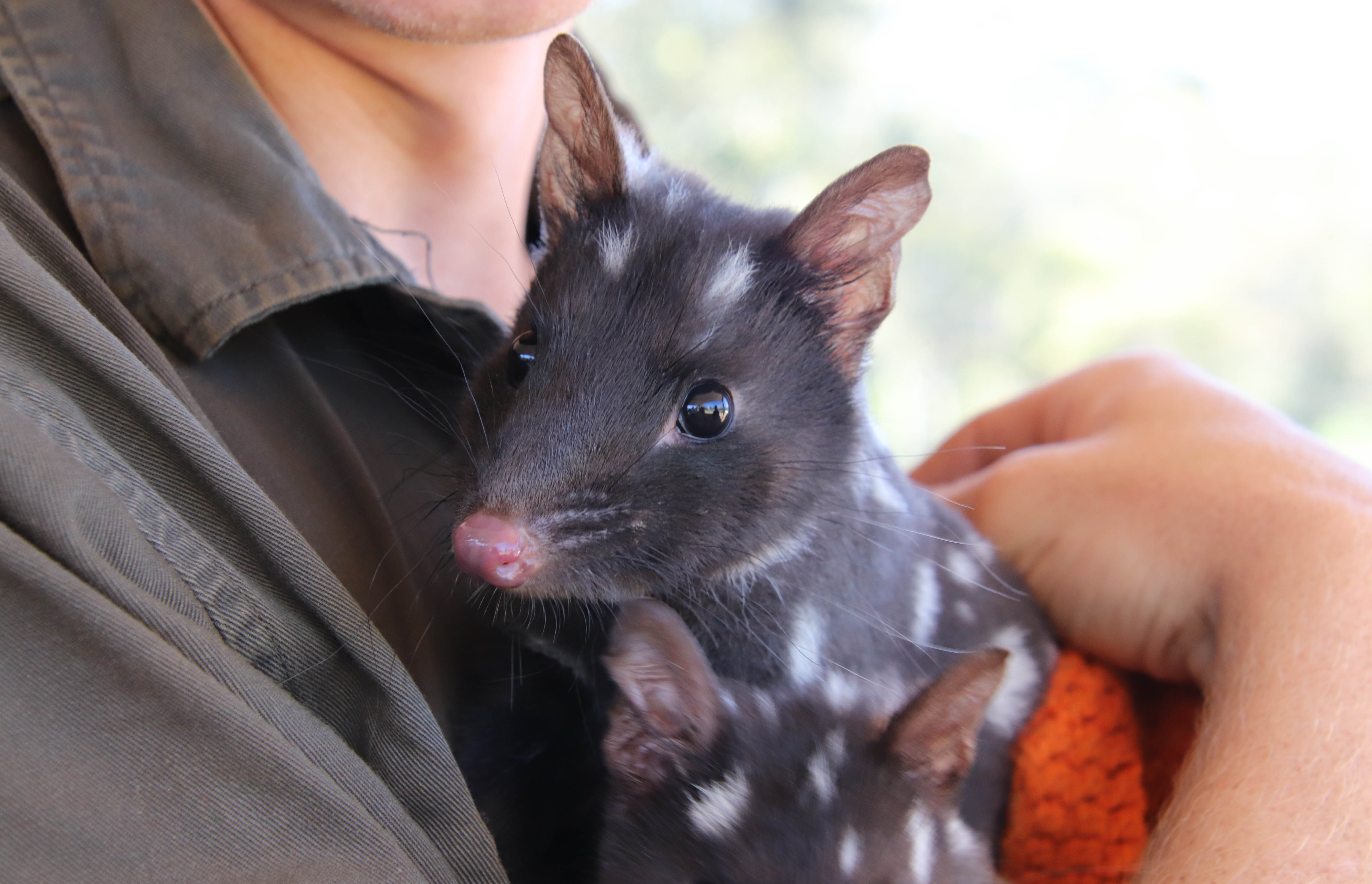 Eastern Quoll Joey