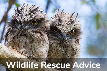 Wildlife Rescue Advice