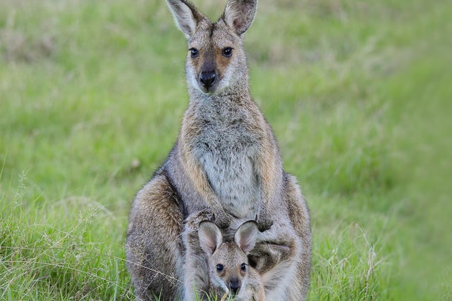 WIRES Australian Wildlife Rescue Organisation