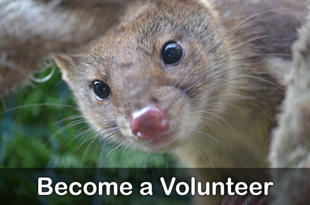 Become a Volunteer