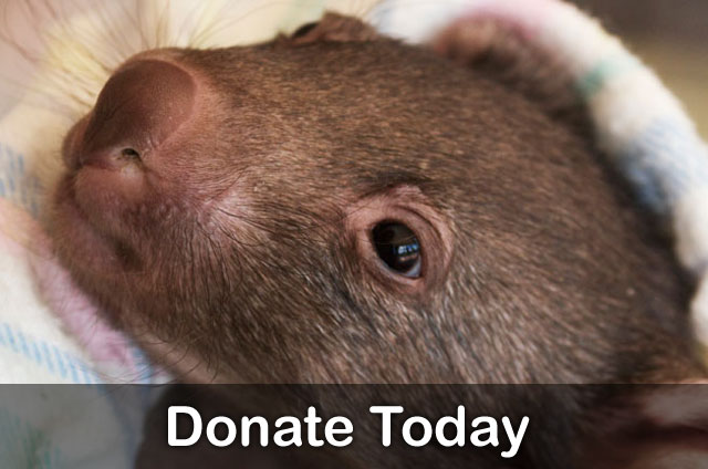 Donate Today