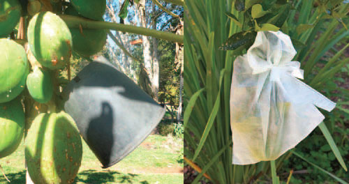 Cover individual fruit - Fruit protection bag
