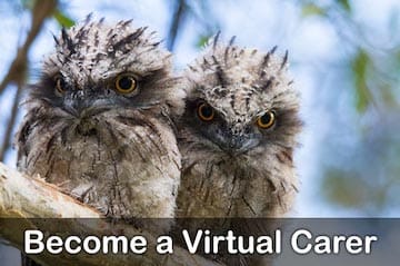 Become a Virtual Carer