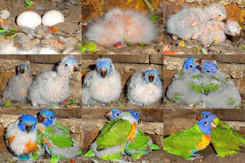 Photo Montage - Lorikeet chicks