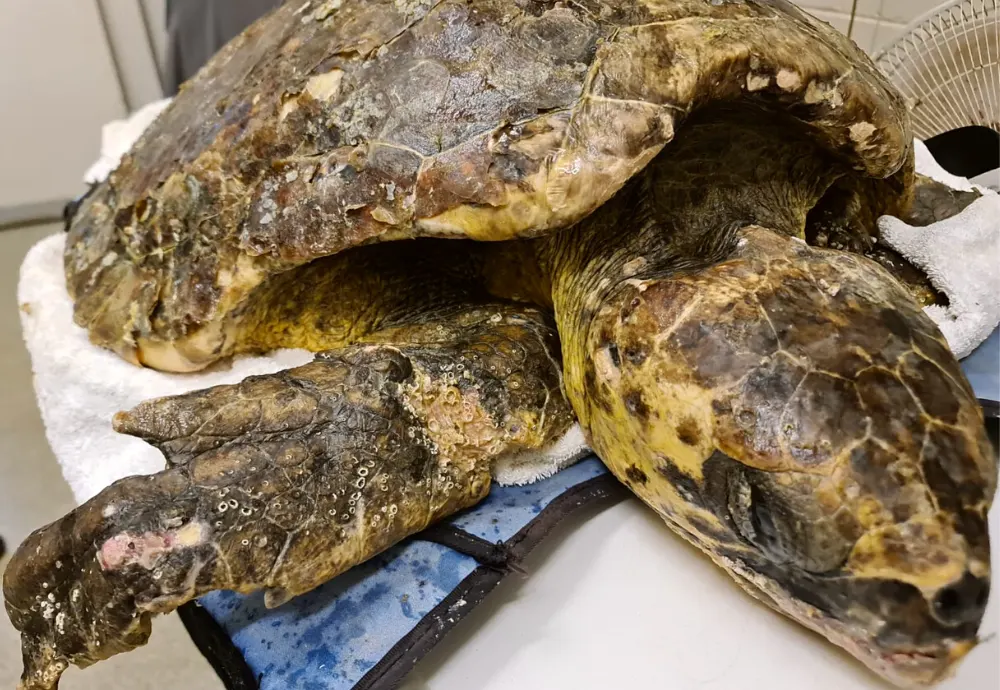Loggerhead Turtle Release