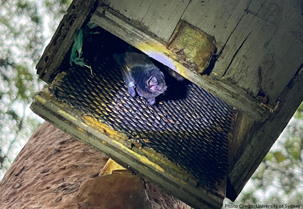 Highlighting native animal research in Australia