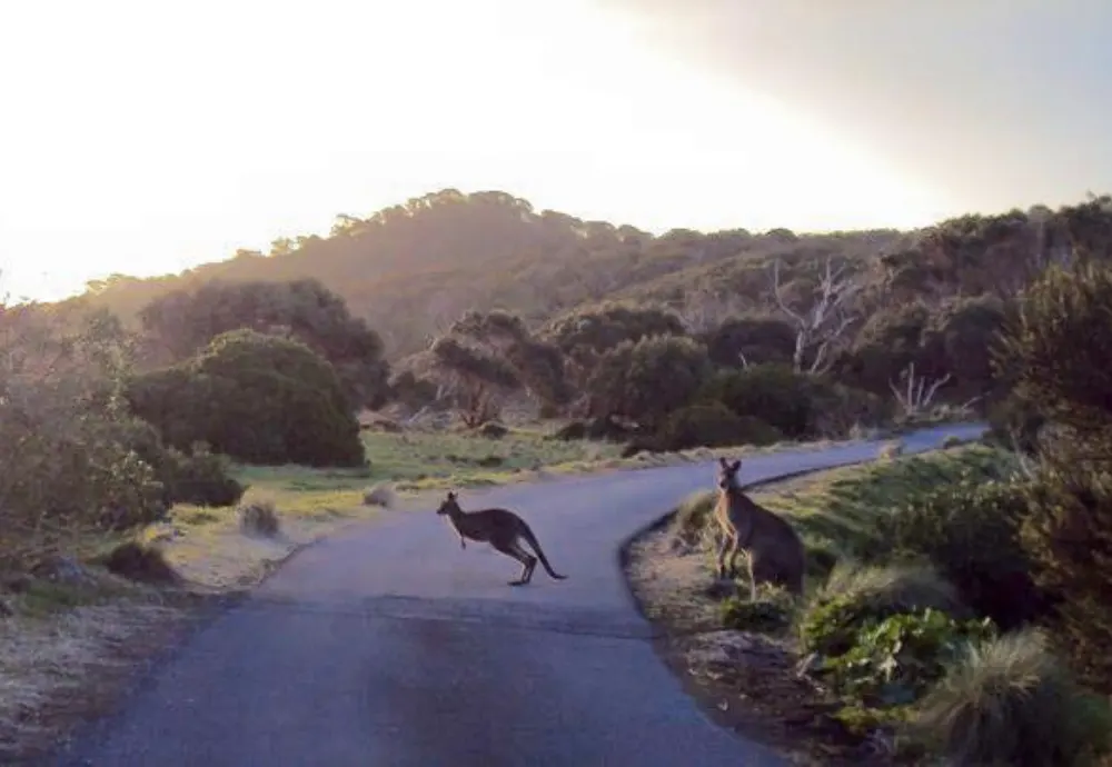 Wildlife Road Collisions Unveiled