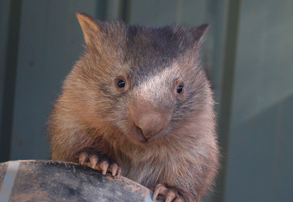 baby wombat