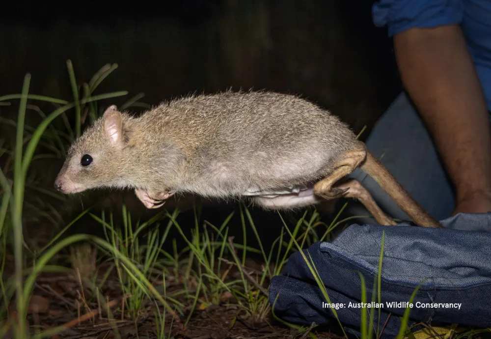 Landmark Conservation Project Ensures The Future of The Northern Bettong