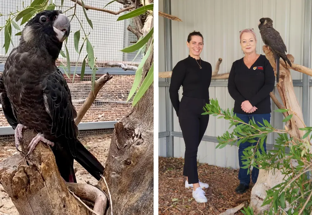 Helping Endangered Cockatoos: WIRES Grant Success Story