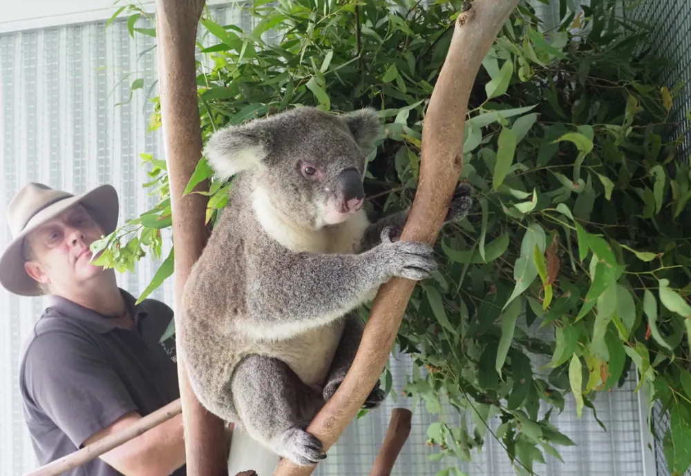 WIRES opens Greater Sydney's largest purpose-built Koala Rehabilitation  Centre