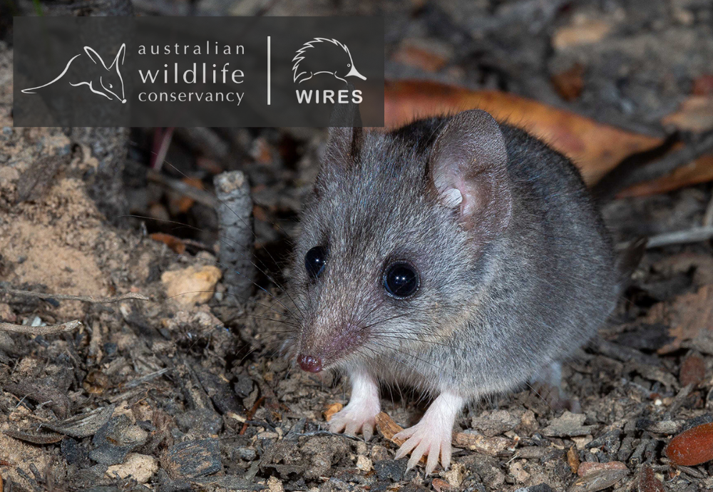 Australian Wildlife Conservancy Project Update