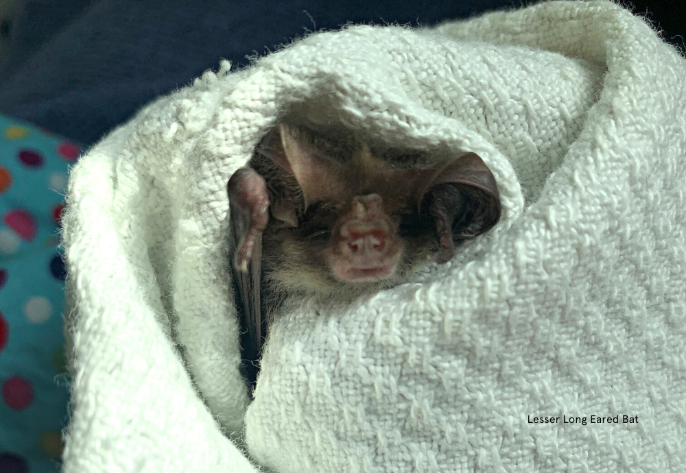 Lesser Long-eared Bat home rescue